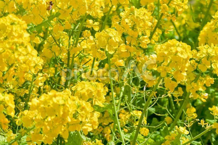 自然　菜の花畑 菜の花,なのはな,自然の写真素材