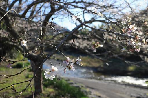コメザクラと川 コメザクラと川の写真