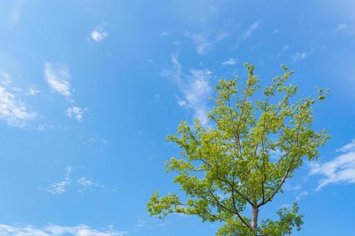青空と緑 青空と緑 青空,新緑,夏の写真素材