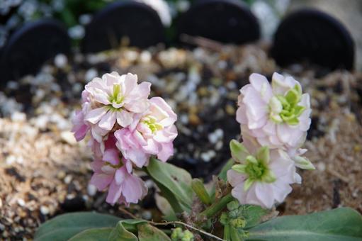 ストック ストックの写真