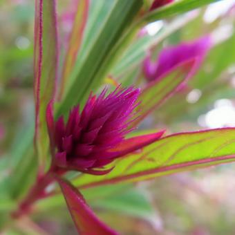 ケイトウ（鶏頭） ケイトウ,鶏頭,花の写真素材