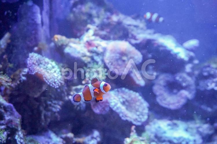 カクレクマノミの住処2 熱帯魚,カクレクマノミ,魚の写真素材