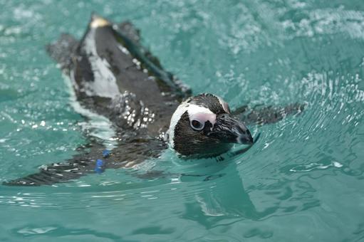 水面から顔を出すケープペンギン 水面から顔を出すケープペンギン ケープペンギン,ペンギン,顔アップの写真素材