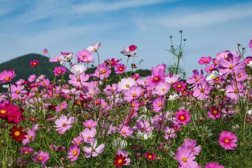コスモス畑 コスモス,コスモス園,コスモス畑の写真素材