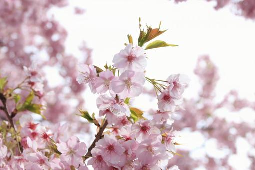 河津桜 満開! 河津桜 満開!の写真