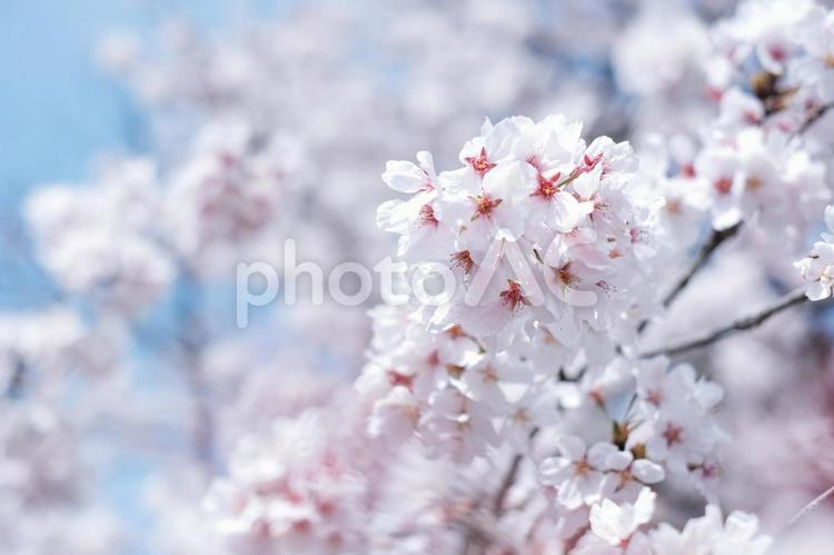 晴れの日の桜 桜,さくら,春イメージの写真素材
