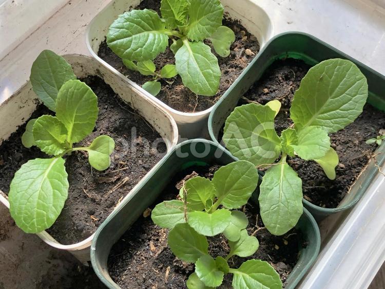 のらぼう菜 アブラナ科,アブラナ属,野菜の写真素材
