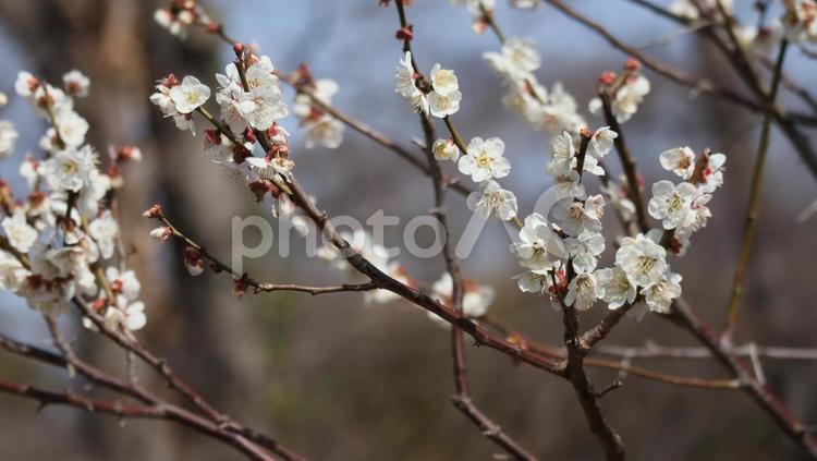 春の訪れに心を和ませ 春,梅,うめの写真素材