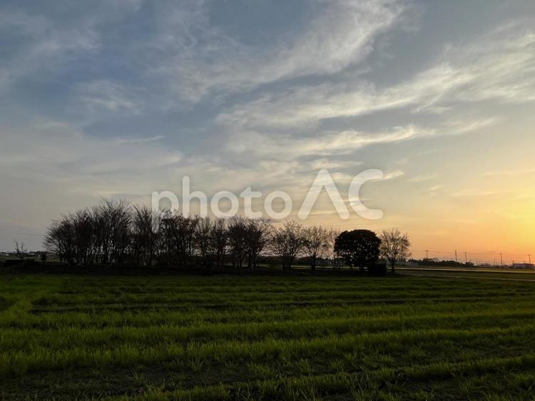 並ぶ木々と田んぼと夕日 夕日,田んぼ,田園の写真素材