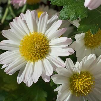 菊　白Xピンク　バイカラー 白い花,ピンク,バイカラーの写真素材