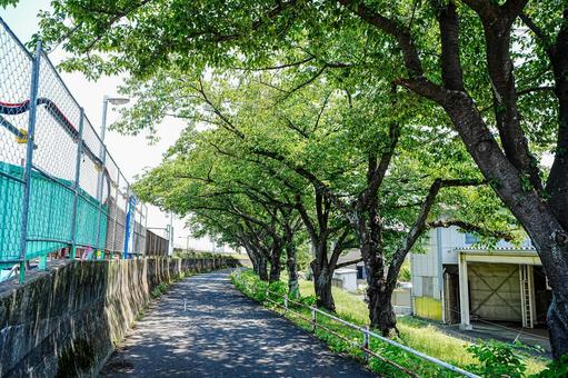 初夏の新緑の美しい奥戸の中川遊歩道 初夏の新緑の美しい奥戸の中川遊歩道の写真