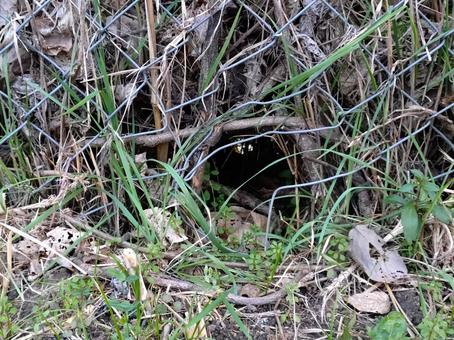 フェンスの穴に作られた小動物の通り道 獣道,巣,金網の写真素材