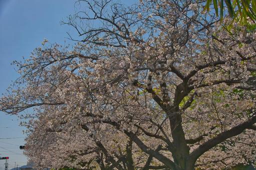桜の写真
