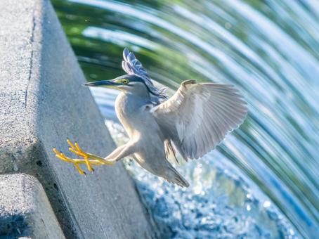 水辺を飛ぶササゴイ 水辺を飛ぶササゴイの写真