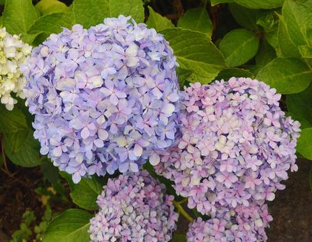 アジサイ アジサイ 花,植物,自然の写真素材