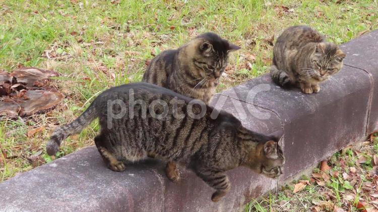 猫の集会に集うモフモフで可愛い猫様たち 猫,キジトラ,仲間の写真素材