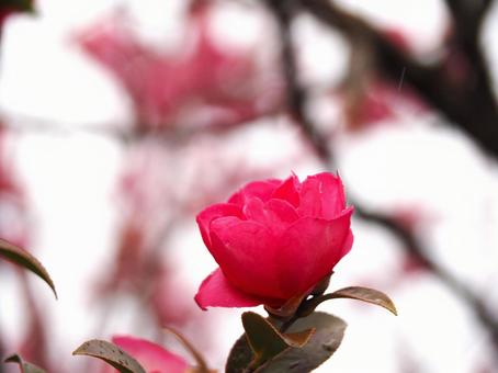 真っ赤なツバキの花 真っ赤なツバキの花の写真