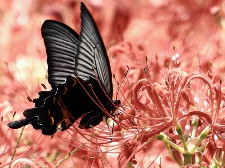 花の蜜を吸うチョウ 花の蜜を吸うチョウの写真