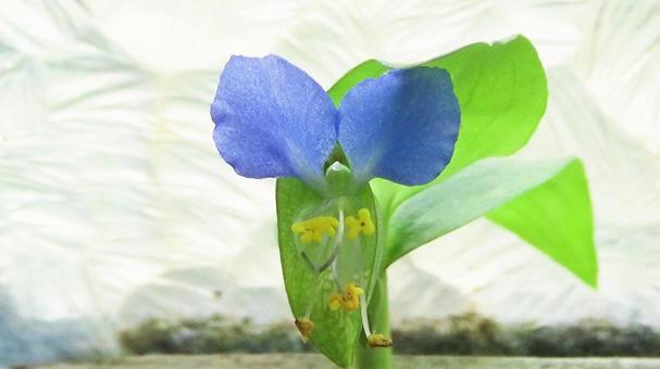 露草の花の写真