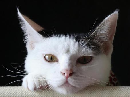 猫 猫 猫,ネコ,愛猫の写真素材