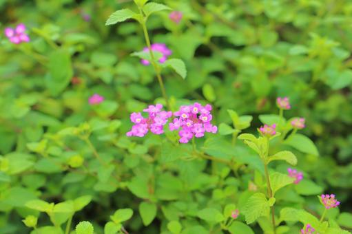 コバノランタナ　紫色の花 花,植物,コバノランタナの写真素材