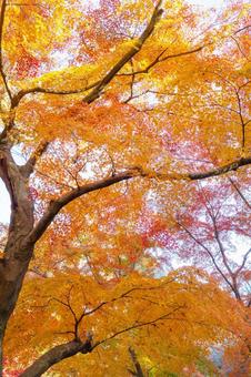紅葉 紅葉 紅葉,もみじ,秋の写真素材