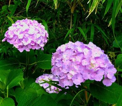 Photo, odawara, flower garden, hydrangea, 