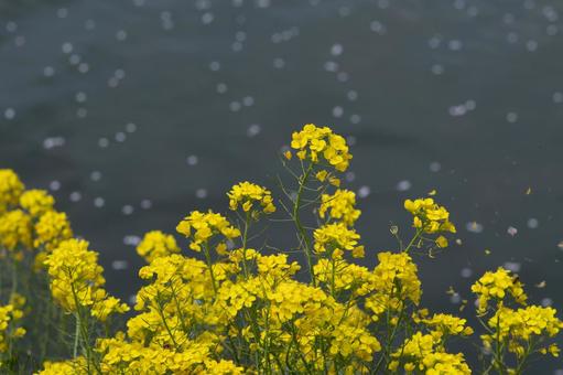 満開の菜の花 満開の菜の花 菜の花,黄色,満開の写真素材