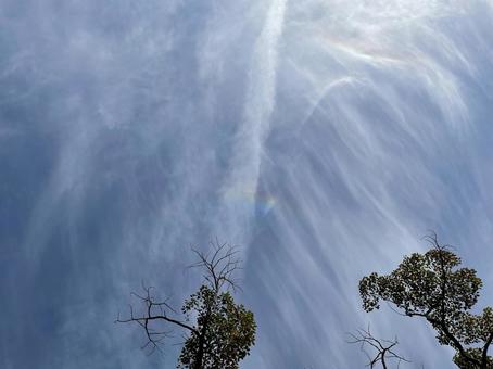幻日と二本の木 自然,空,虹の写真素材