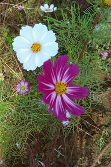 赤と白のコスモスの花 赤と白のコスモスの花 コスモス,赤,白の写真素材