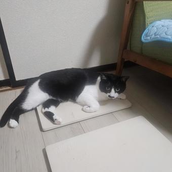 寝そべってこちらを見つめるハチワレ姉猫 寝そべってこちらを見つめるハチワレ姉猫の写真