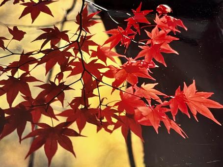 もみじ もみじの写真