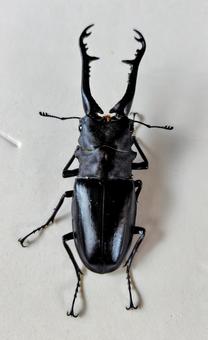 ギラファノコギリクワガタ ギラファノコギリクワガタの写真