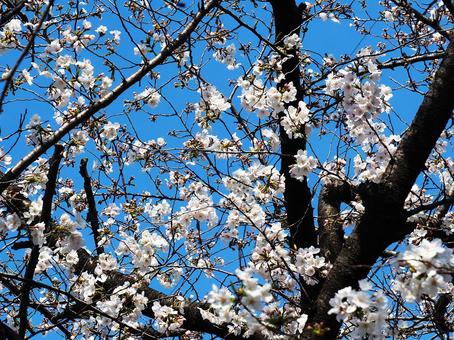 桜_県境の遊歩道_2 桜_県境の遊歩道_2の写真