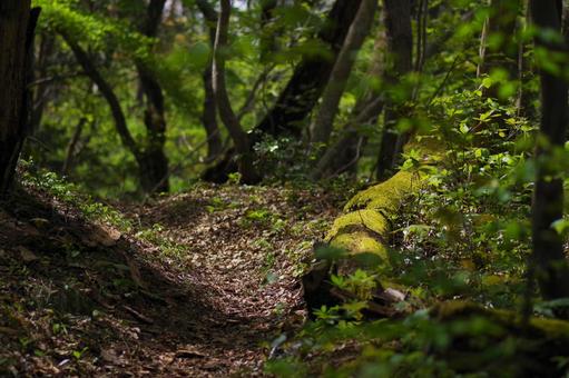倒木と獣道 倒木と獣道の写真