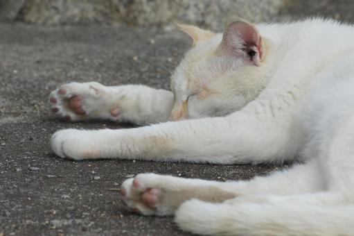 ねこ ねこ にゃんこ,可愛い,野良猫の写真素材