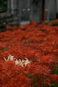 赤い海に咲く白い花の写真
