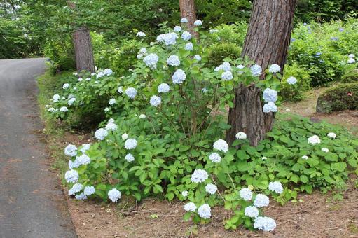 Hydrangea 100, JPG Hydrangea 100, JPG