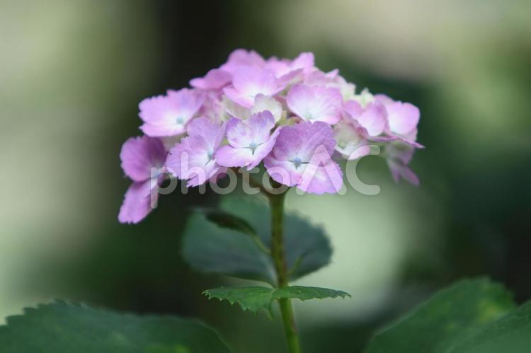 あじさい 紫陽花,あじさい,花の写真素材