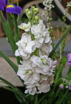 アラセイトウ アラセイトウ,紫羅欄花,ストックの写真素材