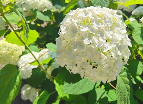 白い紫陽花 白い紫陽花の写真