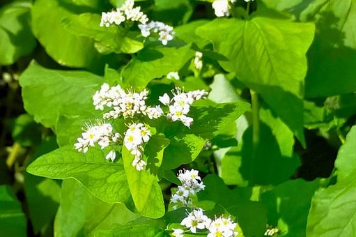 ソバの花8 ソバの花8 ソバ,そば,蕎麦の写真素材