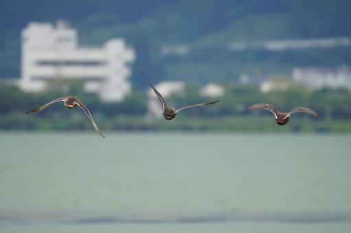 カルガモ カルガモ,野鳥,鳴くの写真素材