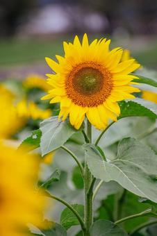 10月のひまわり　舟川べり 自然,風景,旅の写真素材