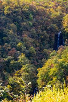 蔵王の紅葉⑽ 蔵王,紅葉,黄葉の写真素材