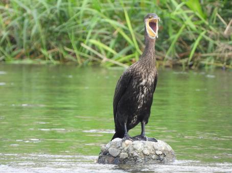 口を大きく開ける川鵜 口を大きく開ける川鵜の写真