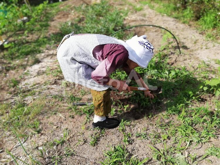 おばあちゃんの畑仕事２ 畑仕事,畑,おばあちゃんの写真素材