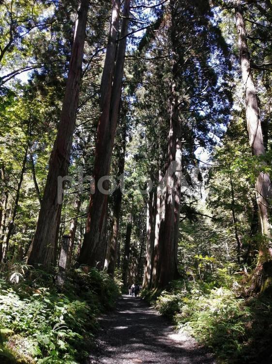 静かな森の木漏れ日 静か,静寂,清流の写真素材