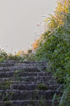 柔らかな日差しの中、上へ続く苔むした石段 柔らかな日差しの中、上へ続く苔むした石段 石段,階段,石の写真素材