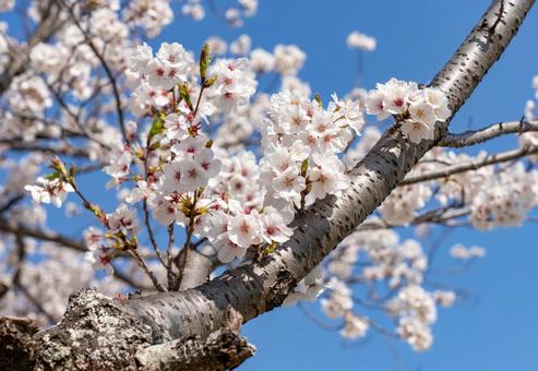 満開の桜の花と青空 満開の桜の花と青空の写真